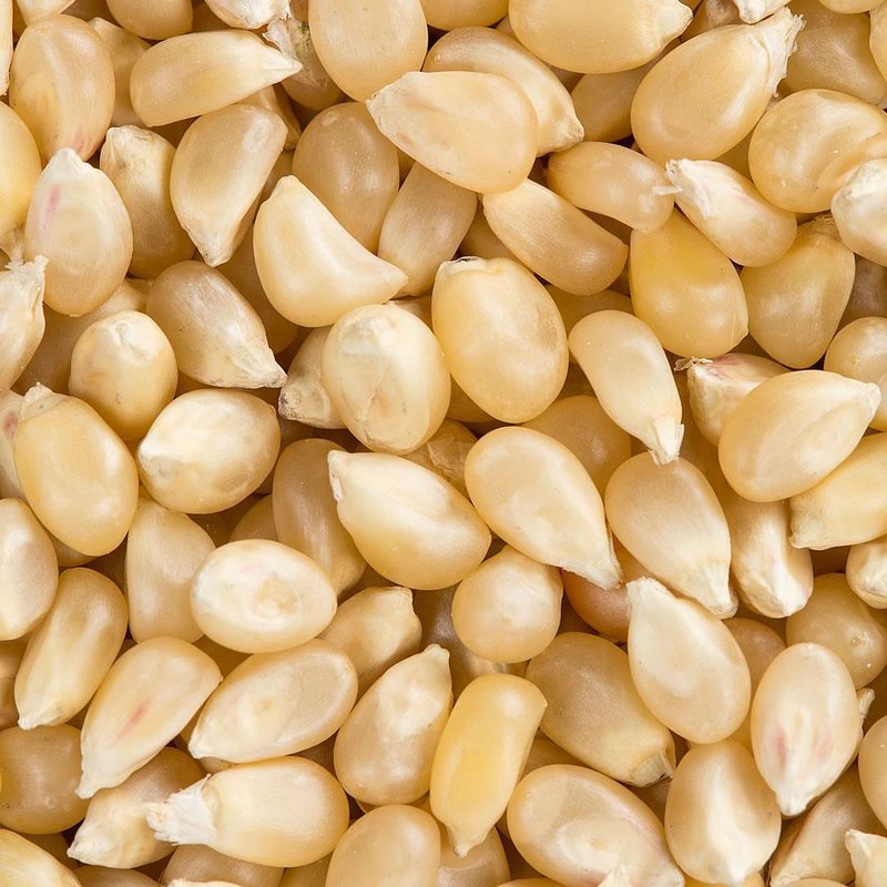 Close-up of natural light-colored popcorn kernels, highlighting their smooth texture and organic appearance, ideal for Kitchen & Food, Snacks and Sweets, USA Made, and Best Sellers collections.
