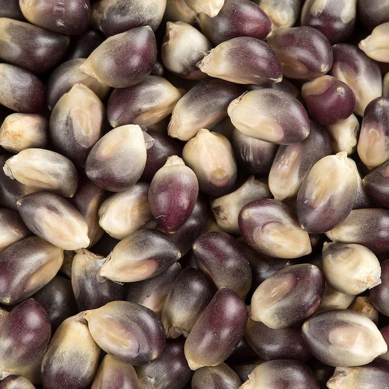 Close-up of medium-sized blue and cream popcorn kernels dried naturally, showcasing non-GMO quality, ideal for Kitchen & Food, Snacks and Sweets, and USA Made collections.
