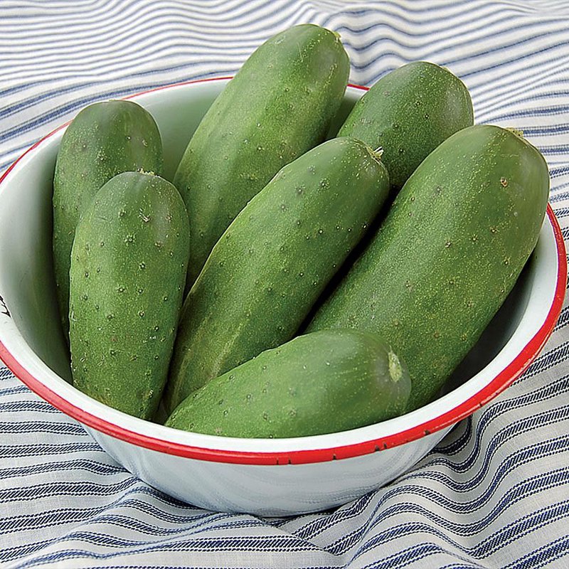 Fresh green cucumbers with smooth, uniform skin in a white enamel bowl with a red rim, displayed on a striped fabric surface, representing Farm, Garden & Tool and USA Made collections.