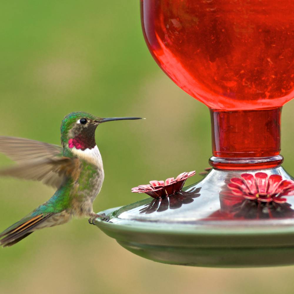 Ruby-throated hummingbird feeding from handcrafted red vintage-style glass bottle feeder with brushed copper base, featured in Farm, Garden & Tool and Animal Care collections.