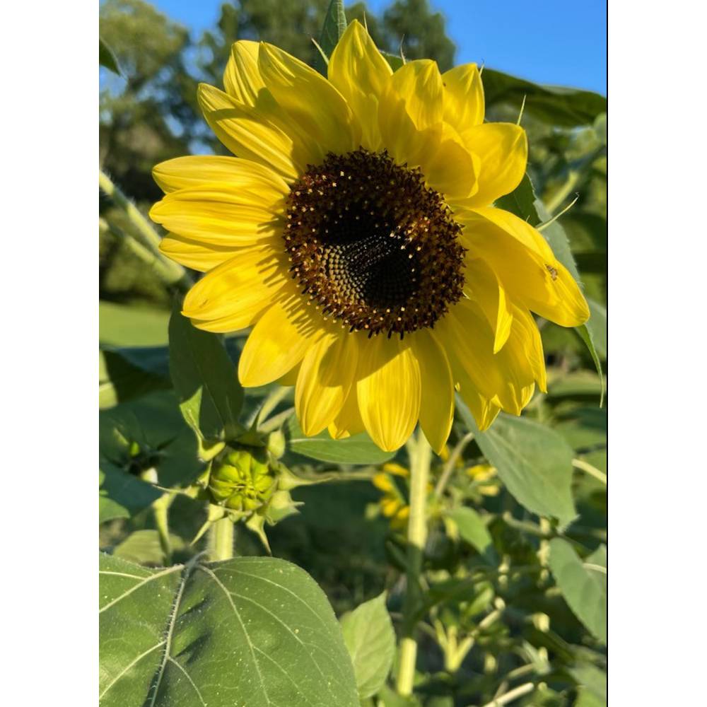 Bright yellow Lemon Queen sunflower in full bloom with detailed dark center, surrounded by green leaves and stems under a clear blue sky in a garden setting.