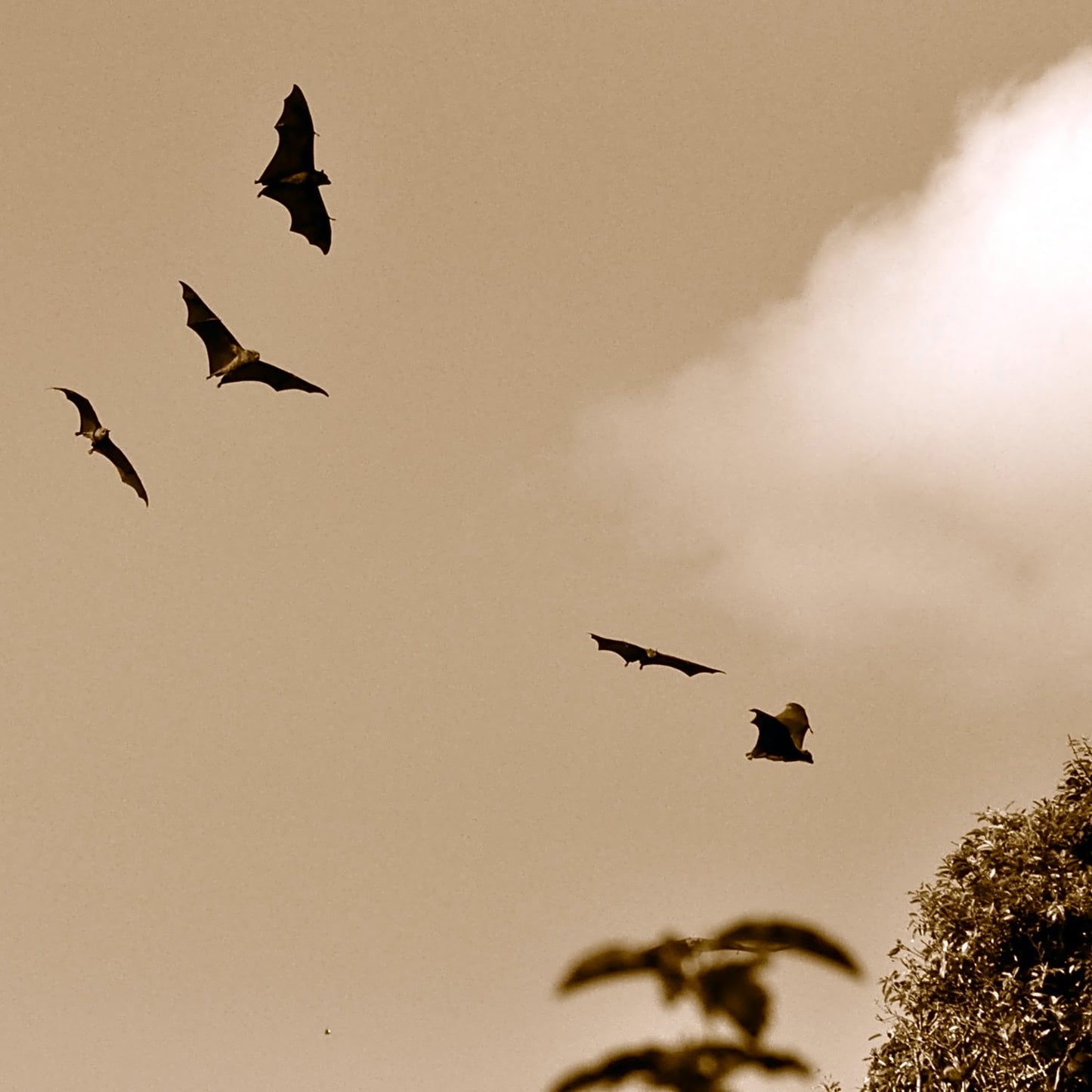 Several bats flying in a muted sky near tree branches, illustrating natural pest control benefits, suitable for Farm, Garden & Tool, Pest Control, and USA Made collections.