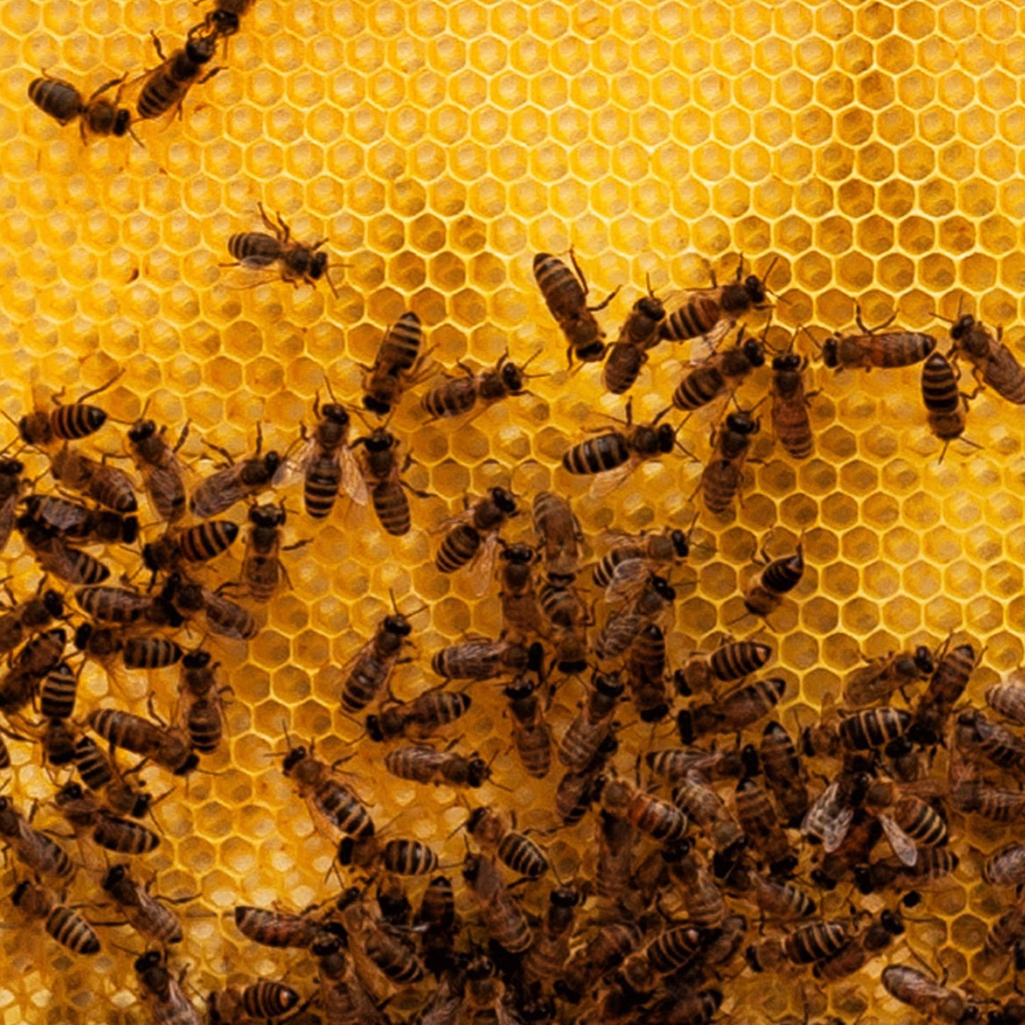 Close-up of honeybees working on a bright yellow honeycomb, illustrating natural beekeeping activity related to agricultural and farm garden tool collections.