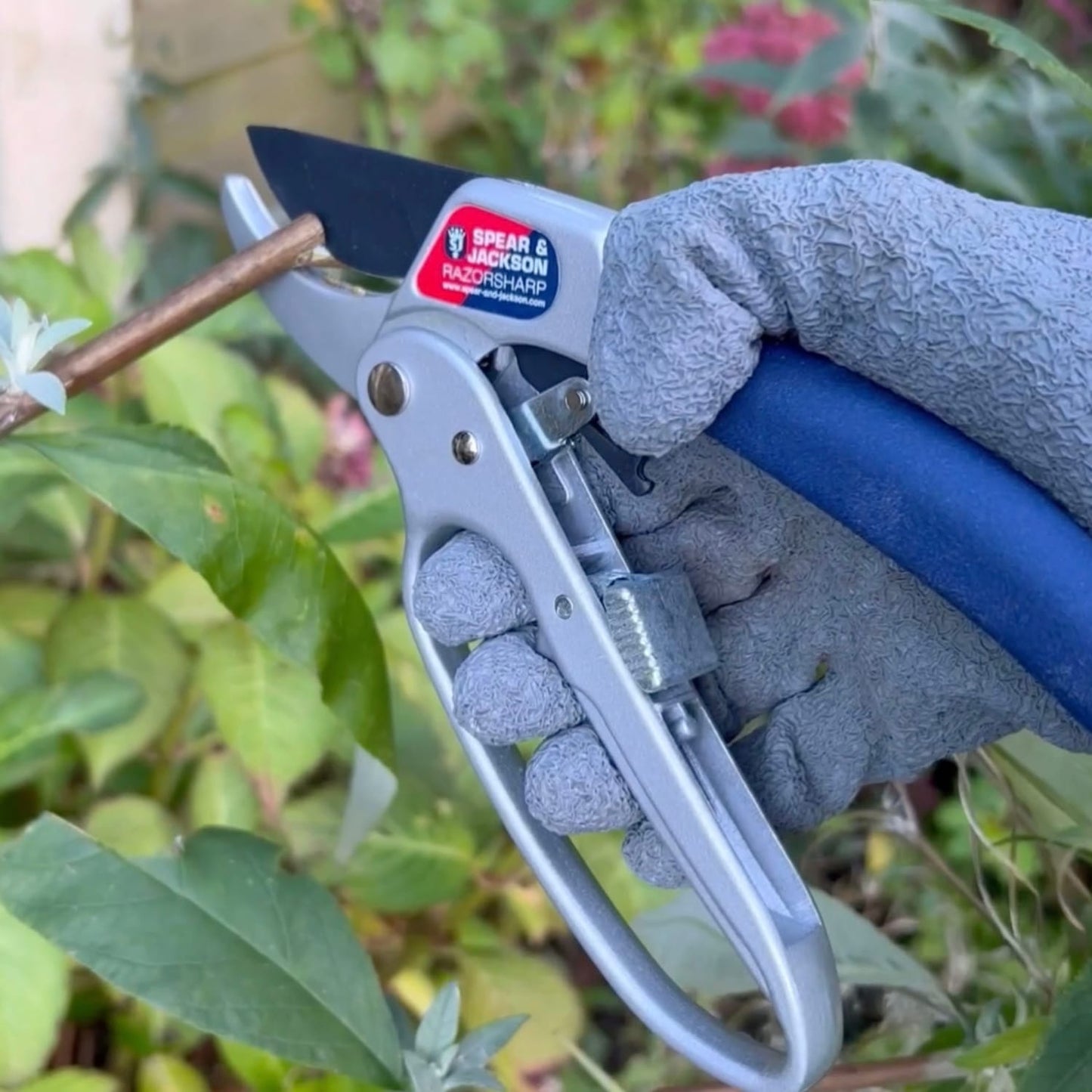 Close-up of a gloved hand using handcrafted Spear & Jackson Razorsharp ratchet anvil pruners with blue handle to cut a woody stem in a garden, featured in Farm, Garden & Tool collections.