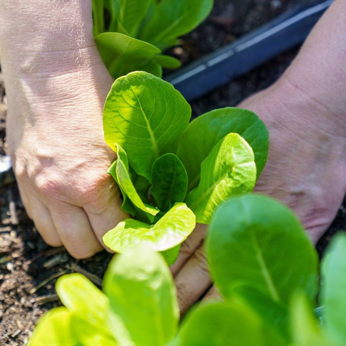 Hands carefully planting vibrant green heirloom lettuce seedlings into nutrient-rich soil, illustrating sustainable gardening with Lehman's handcrafted seed options in Farm, Garden & Tool and Seeds and Planting collections.
