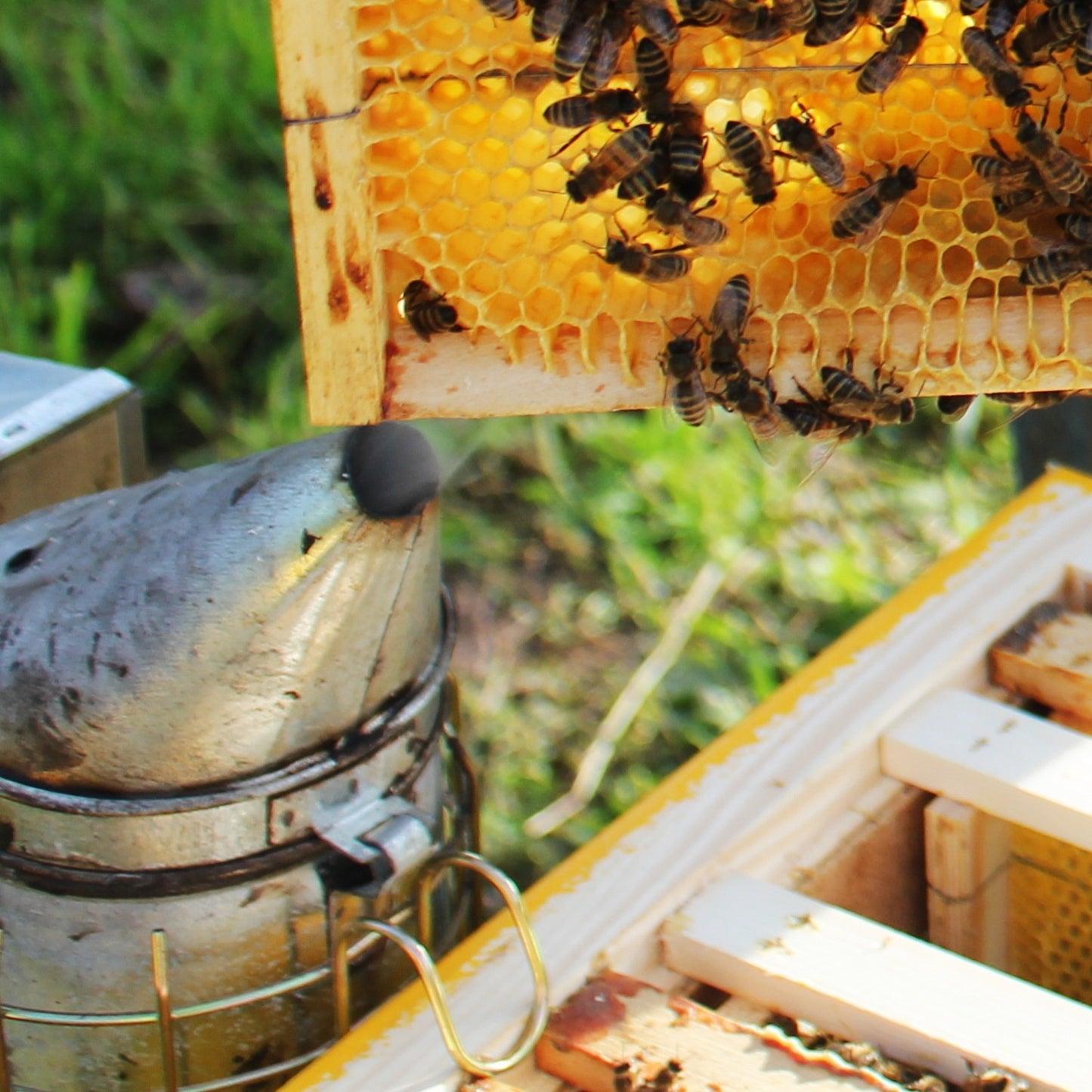 Handcrafted stainless steel beekeeping smoker with suede leather bellows and wire heat shield, featured in Farm, Garden & Tool, Animal Care, and Beekeeping Supplies collections.
