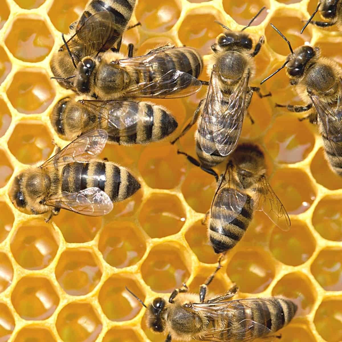 Close-up view of honeybees working on vibrant honeycomb cells filled with golden honey, illustrating the natural activity in a beekeeping environment, featured in Farm, Garden & Tool and Beekeeping Supplies collections.