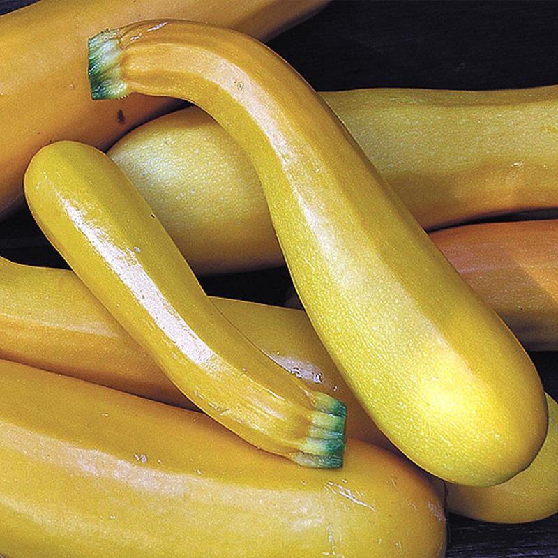 Cluster of smooth, vibrant yellow squash with slightly green-tinged stems, showcasing heirloom quality produce ideal for farm, garden, and USA made seed collections.