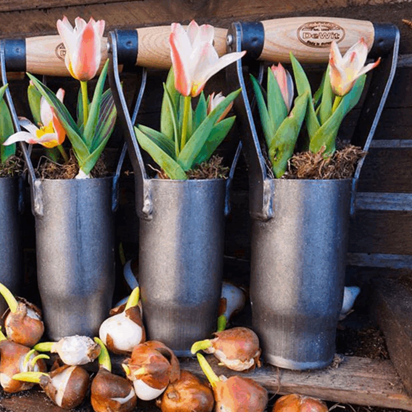 Three handcrafted bulb planters with steel cylinders and sustainably made ash wood handles filled with tulip plants and surrounded by flower bulbs on a wooden surface, ideal for Farm, Garden & Tool, Garden Accessories, Seeds and Planting, Best Sellers, and Promo Eligible collections.
