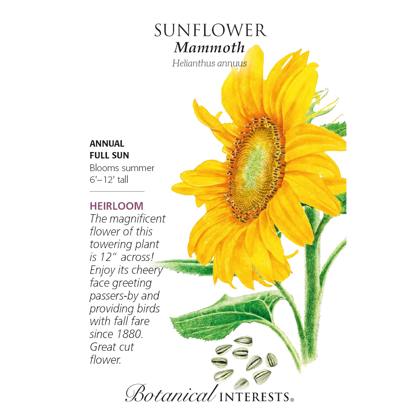 Detailed botanical illustration of a tall sunflower with bright yellow petals, large green leaves, and seeds below, featured in Farm, Garden & Tool, Seeds and Planting, Best Sellers, and Promo Eligible collections.