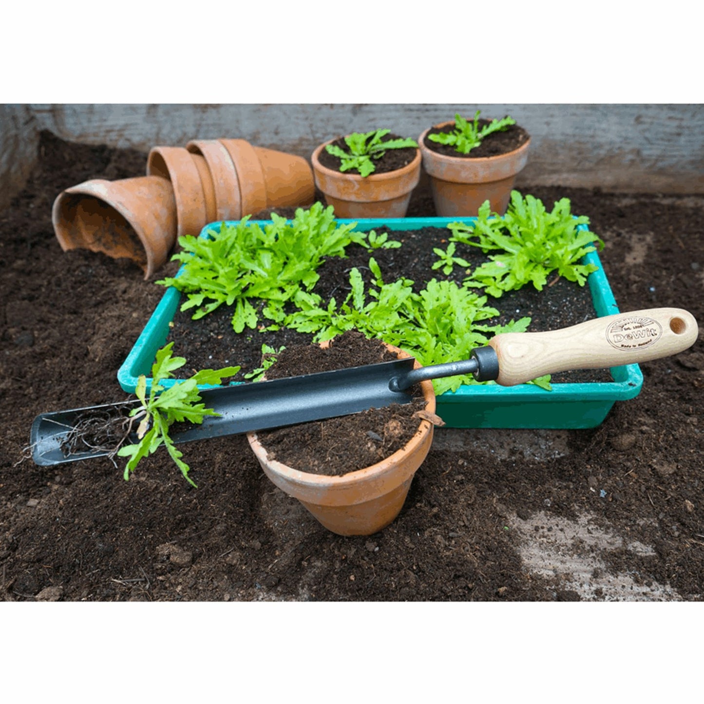Handcrafted transplanter with an ash wood handle and narrow blade, shown with green seedlings and terracotta pots, ideal for Farm, Garden & Tool and Digging and Cultivating collections.
