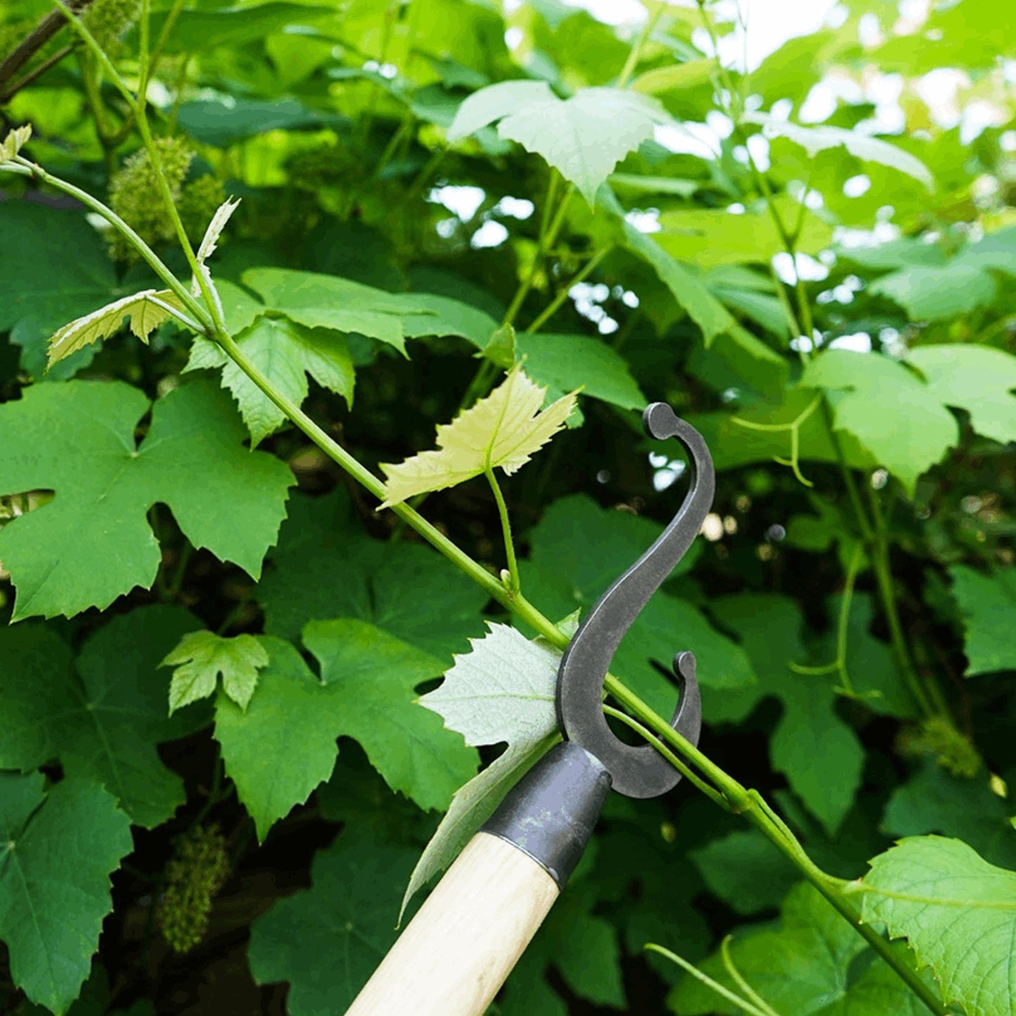 Curved metal branch hook attached to a sustainably made ash wood handle, designed for reaching and pulling high branches, featured in Farm, Garden & Tool and Apple Harvest Supplies collections.