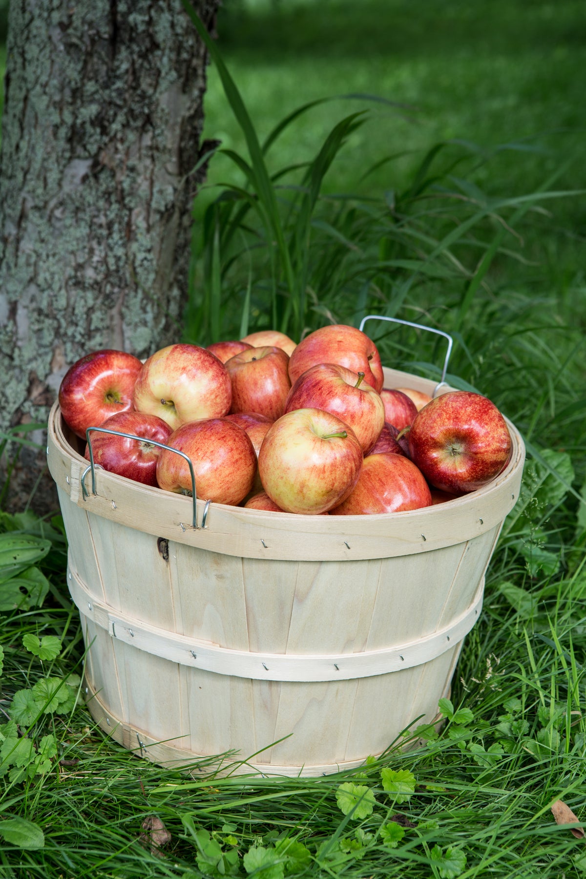Grow Your Own Backyard Orchard Checklist