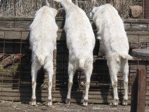 CAE Disease in Goats and Sheep