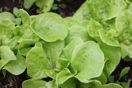 American Gardeners: Downeast garden is going!