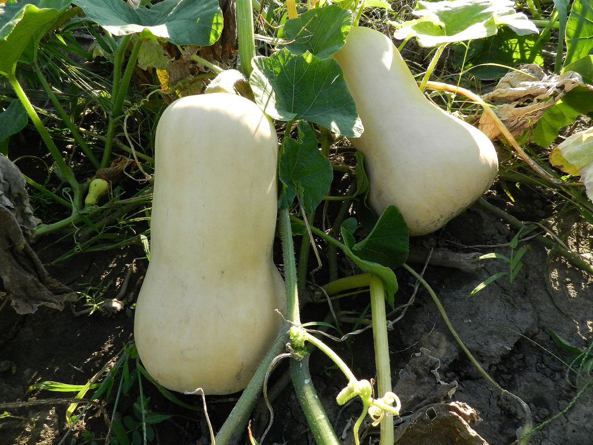 4 Simple Steps to Cure And Keep Winter Squash