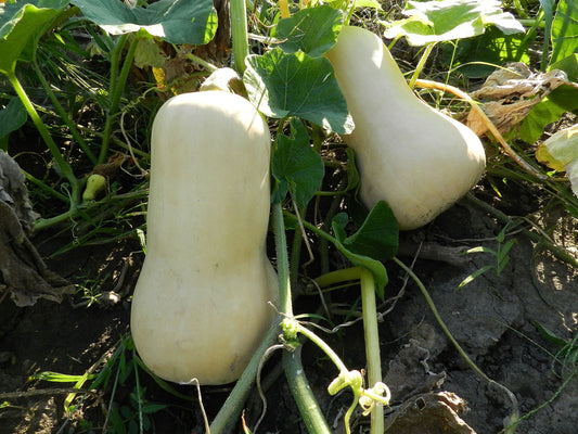 4 Simple Steps to Cure And Keep Winter Squash