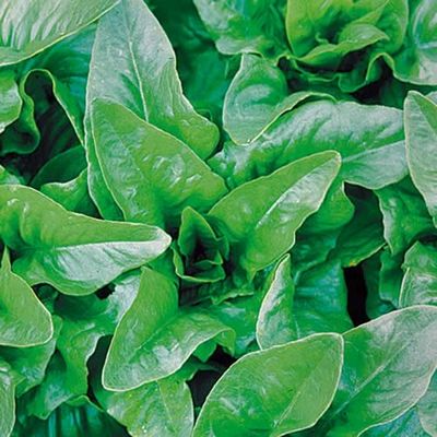 Spring Greens