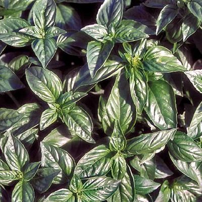 Some Basil A Day Keeps Skeeters Away