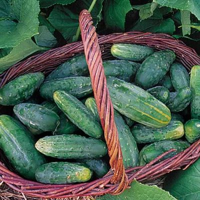 Family Garden Planning