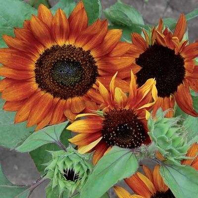 Managing My Seed Addiction