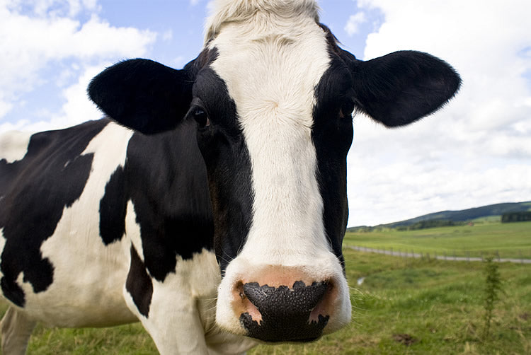 Cows With Leaky Teats or Should You Buy a Leaky Faucet?