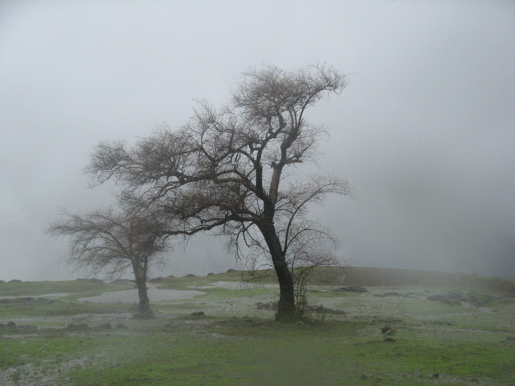 Wind, Rain. Snow and Happy New Year!