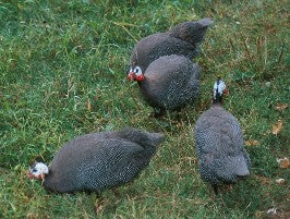 A Bedtime Story - Of Bantam Eggs and Kings