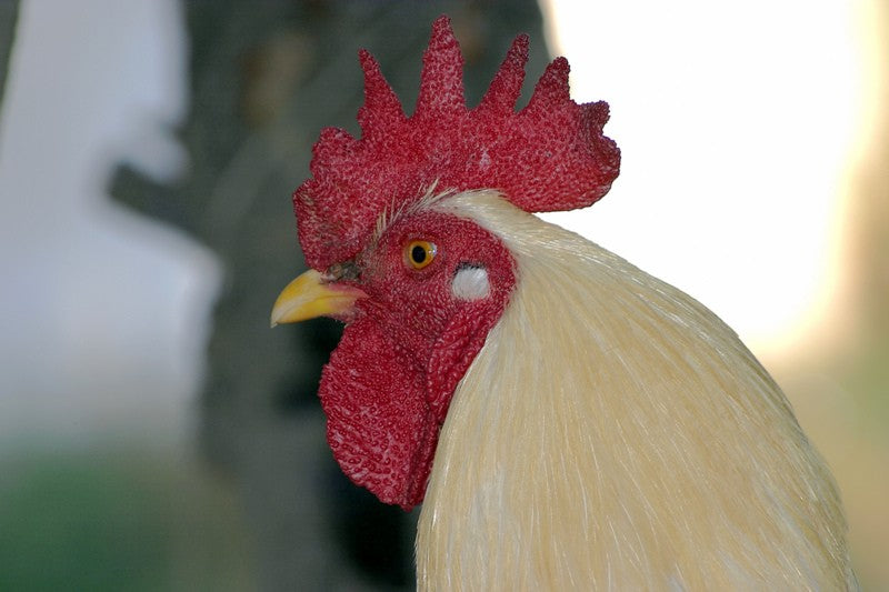 Training in Toughness: Lessons from a Rooster
