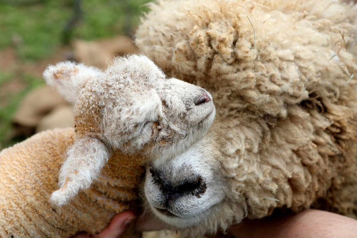 Soothing, Natural Skin Care, Straight From the Farm