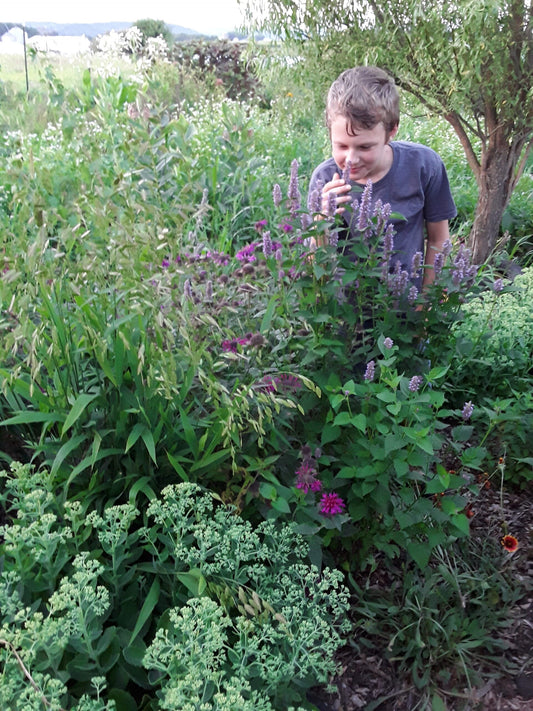 Pollinator Garden: What to Plant for Bees, Butterflies and Birds