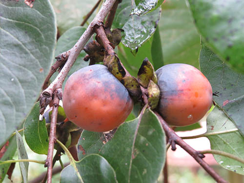 American Persimmon: The After-Frost Fruit