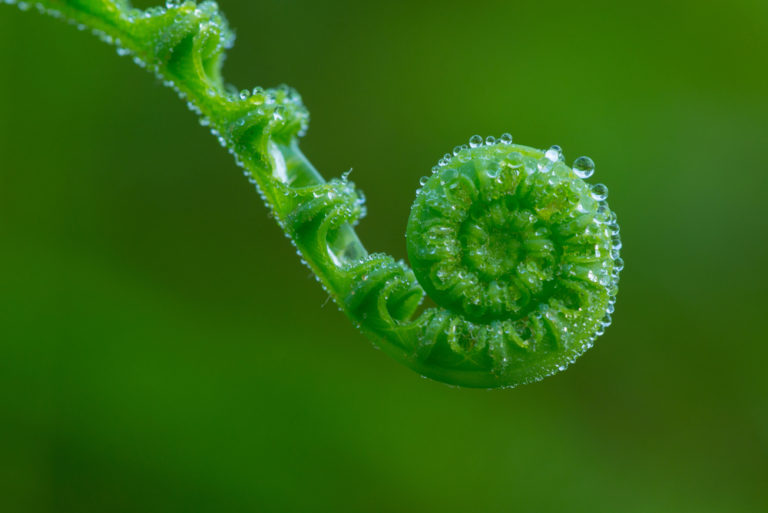 Spring Greens: Pickled Fiddleheads
