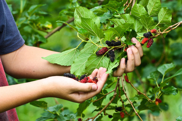 Savor the Flavor of Unique Berries