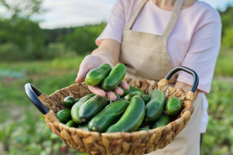 How to Make Refrigerator Sweet Pickles