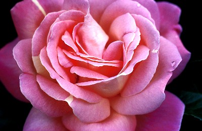 A Rose by Any Other Name... (Part One)
