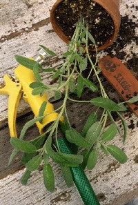 Drying and Preserving Herbs for Winter Use