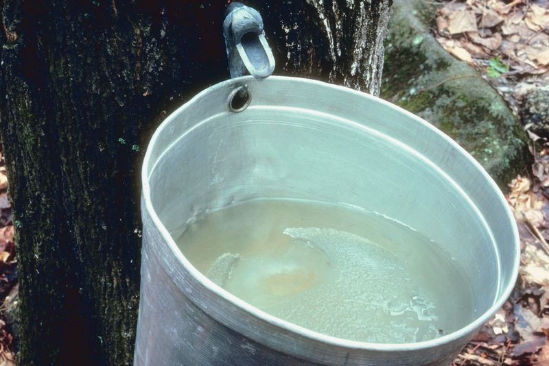 Maple Sugaring In Western Massachusetts