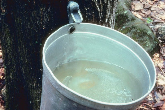 Maple Sugaring In Western Massachusetts