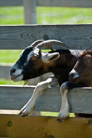 Protect Animals from Summer Heat