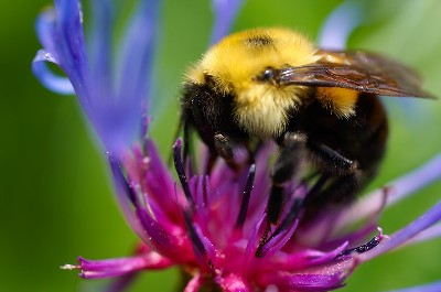 Invite honeybees to your yard