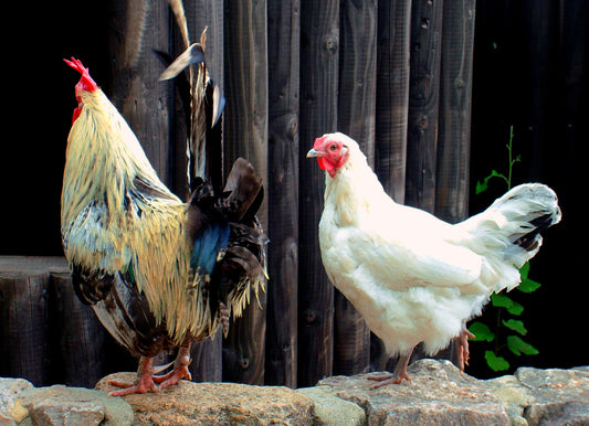 The Free Chicken Escapade