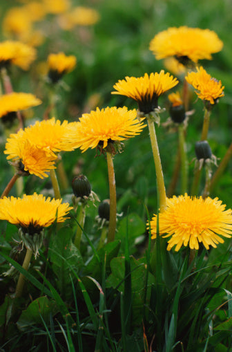 Dandelion Gravy: A true tonic of spring