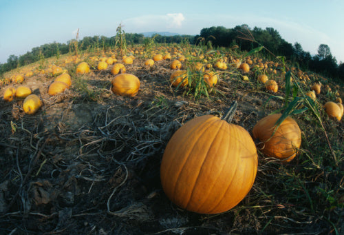Way Beyond Pie: Fried Green Pumpkin and Roasted Pumpkin Ravioli Recipes