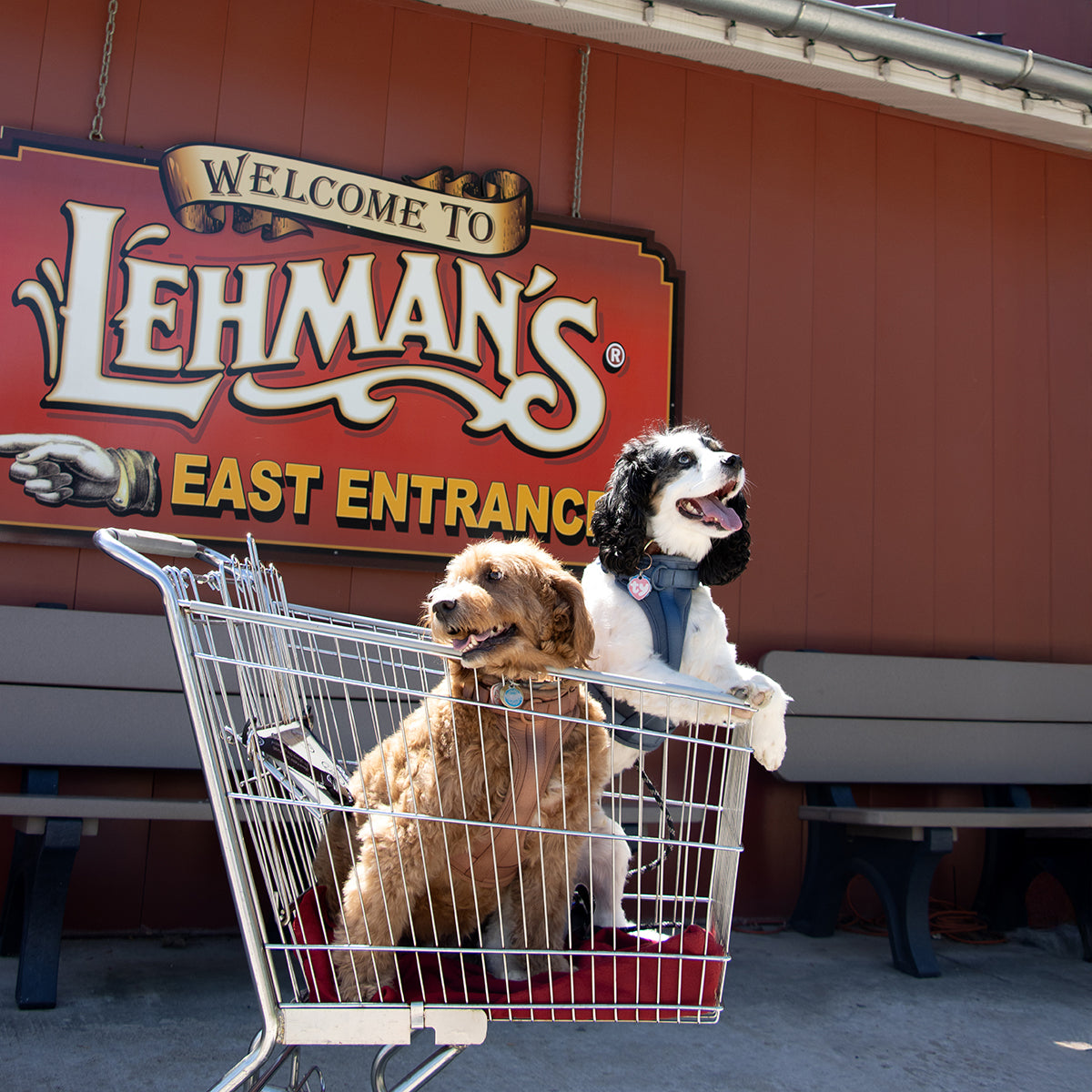 Meet the Pets of Lehman’s: A Behind-the-Scenes Look at Our Furry Family