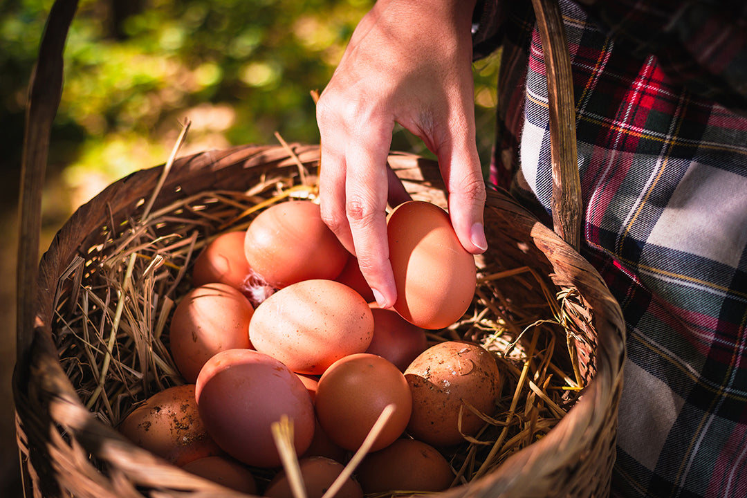 Learning the Rules of Homesteading