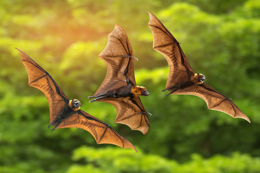 Bats: Furry, Flying Pest Control