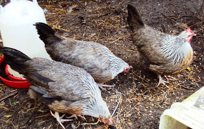 Not-Quite-City-Chickens 1: Birds Flourishing In New Homesteader's Care