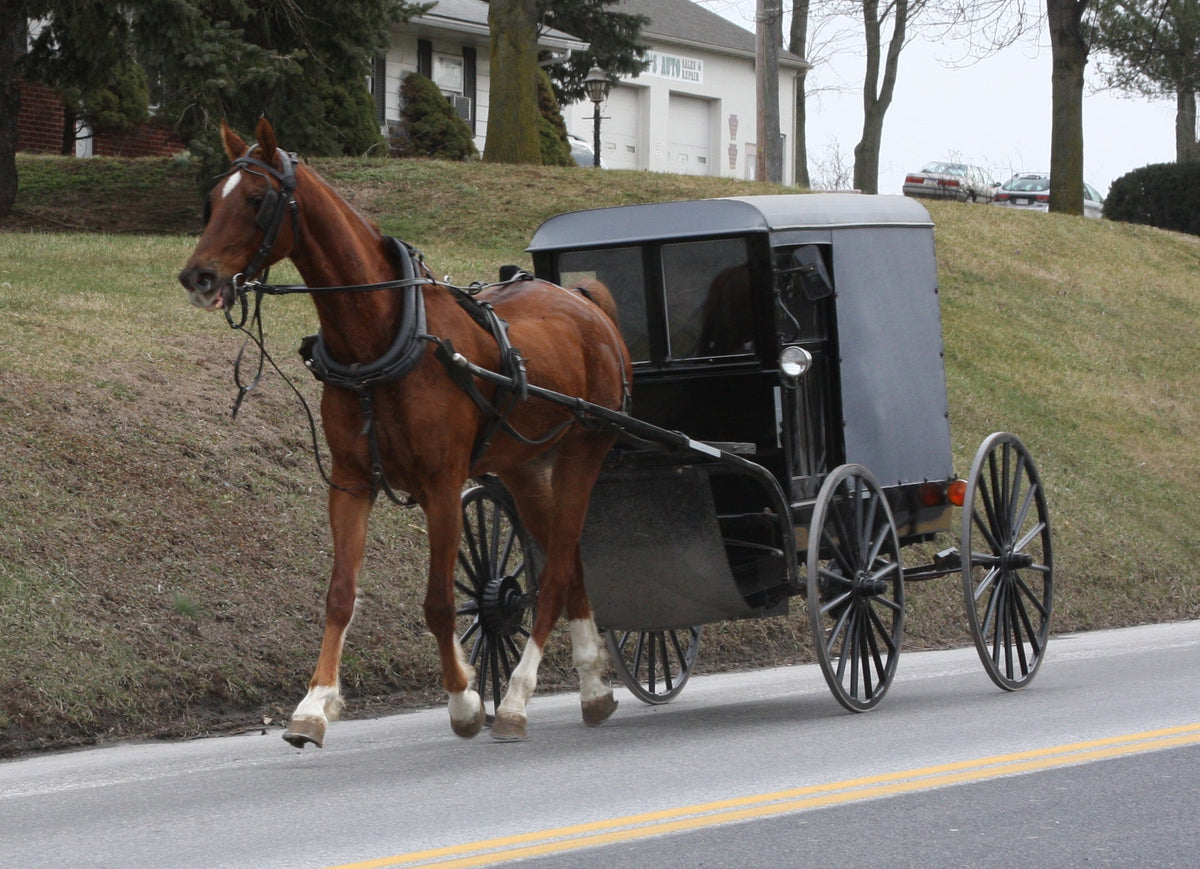 Watch Out for Buggies!