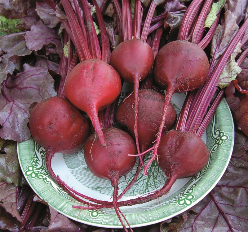Cool Weather  & Companion Planting: Give It A Try!